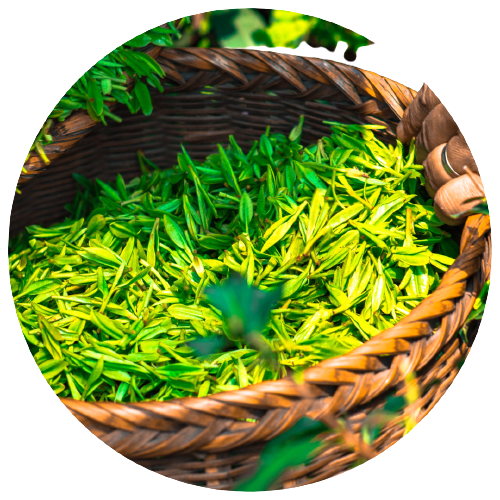 Hypertea Čaj – Shop Pure