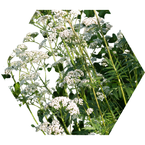 Hypertea Čaj – Shop Pure