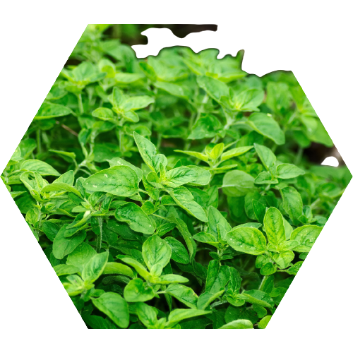 Hypertea Čaj – Shop Pure